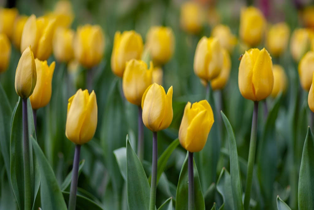 fleur de tulipe jaune