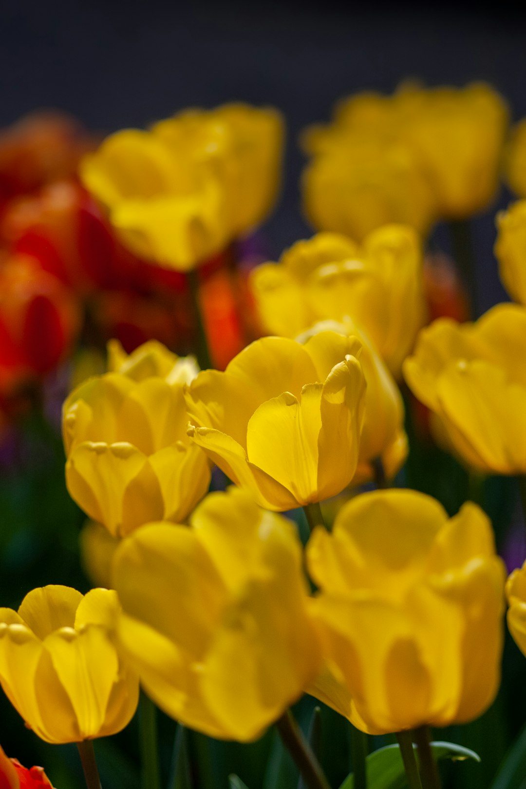 yellow tulips