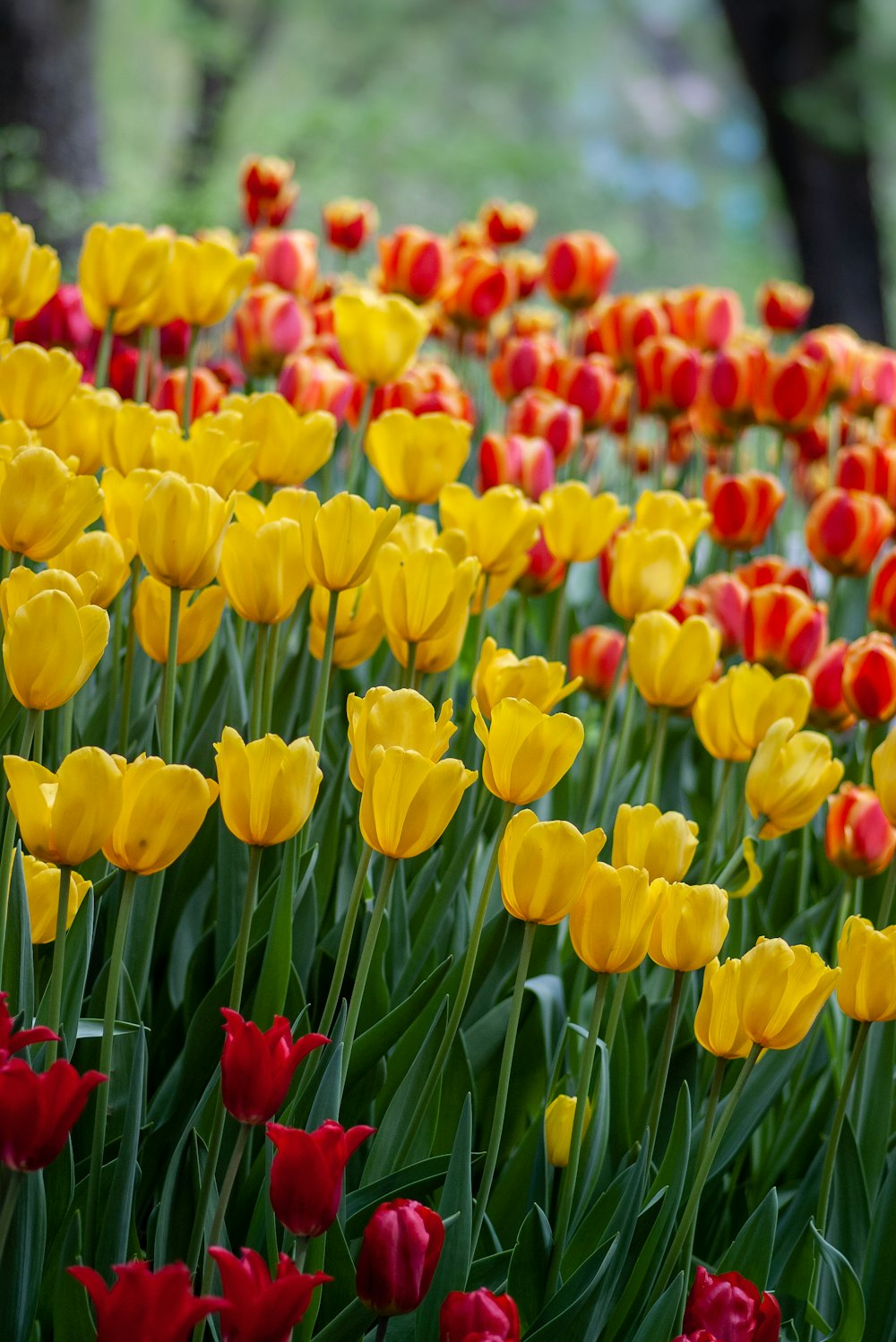 yellow and red tulip field