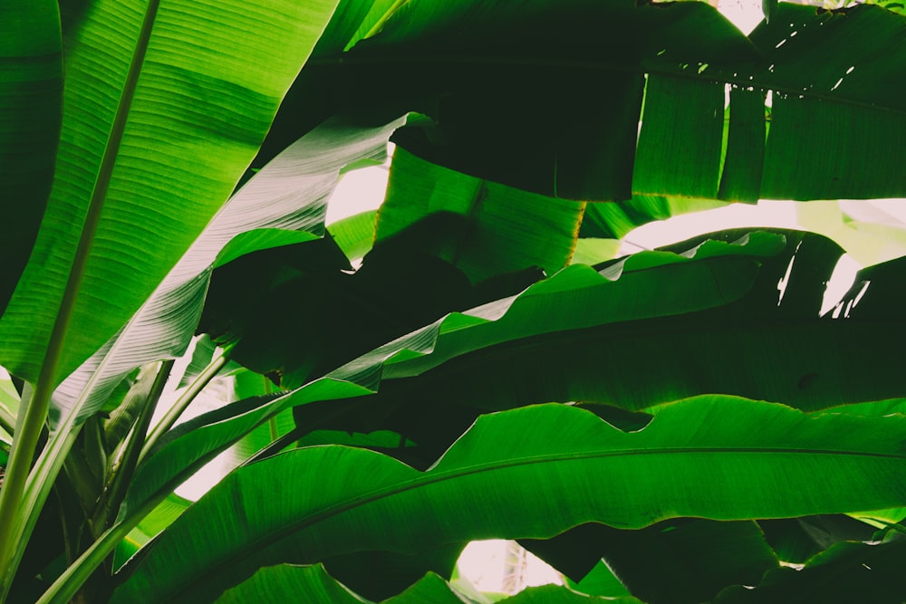 green banana plants