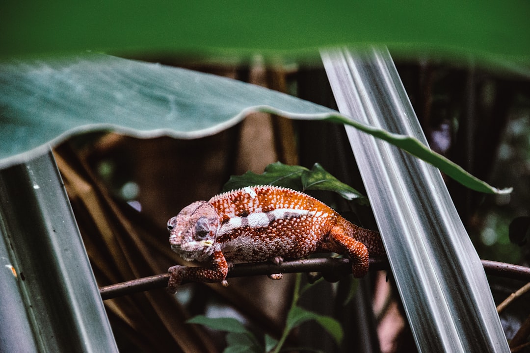 brown reptile on branch