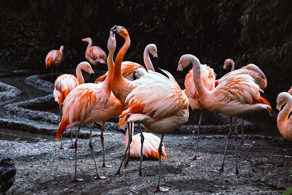 a group of flamingos