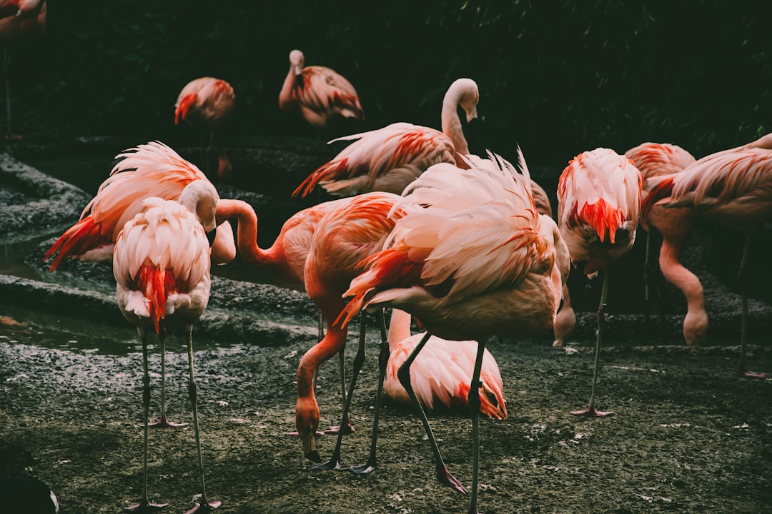 flock of flamingos