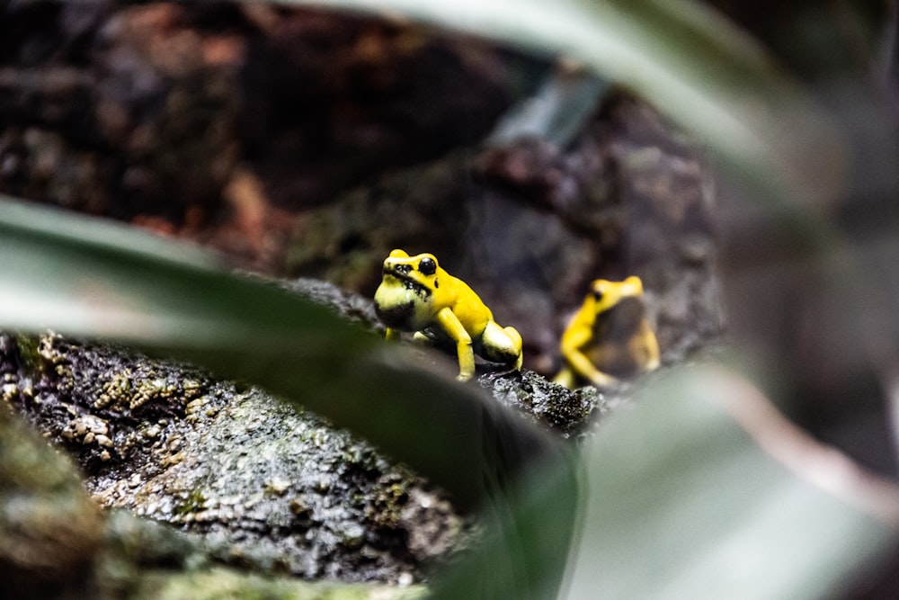 focus photography of two yellow frogs