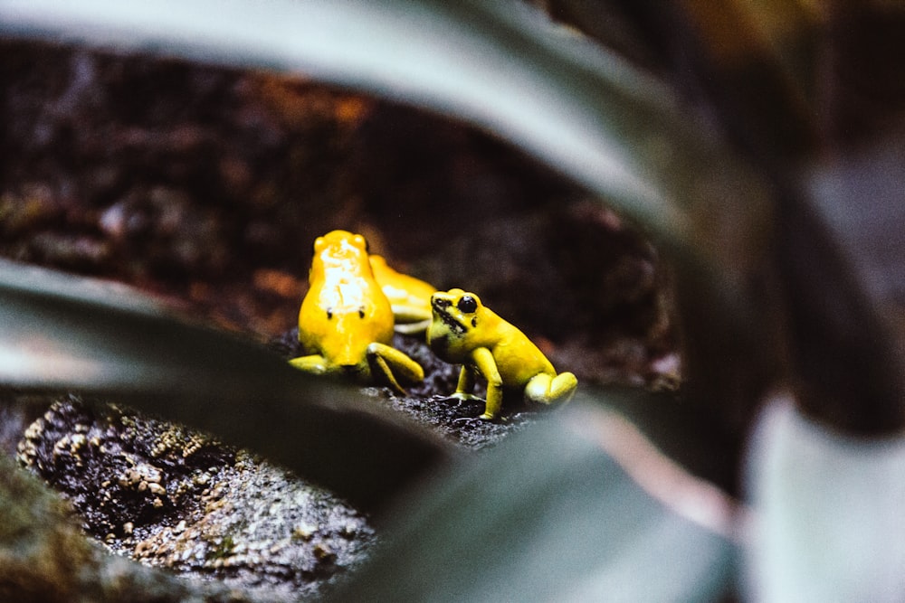 focus photography of three yellow frogs