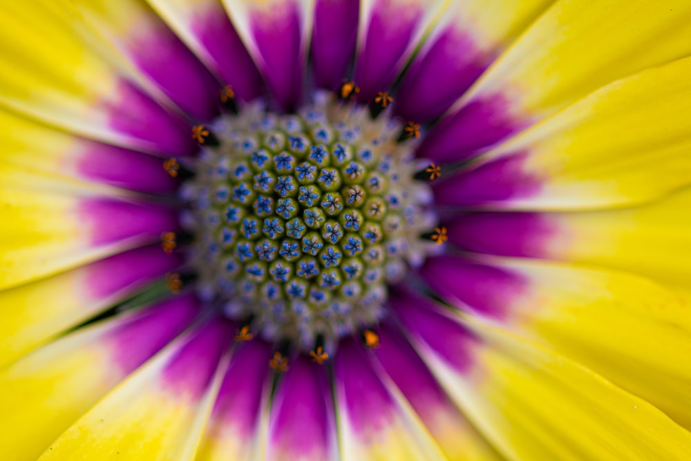 yellow and purple petaled flower