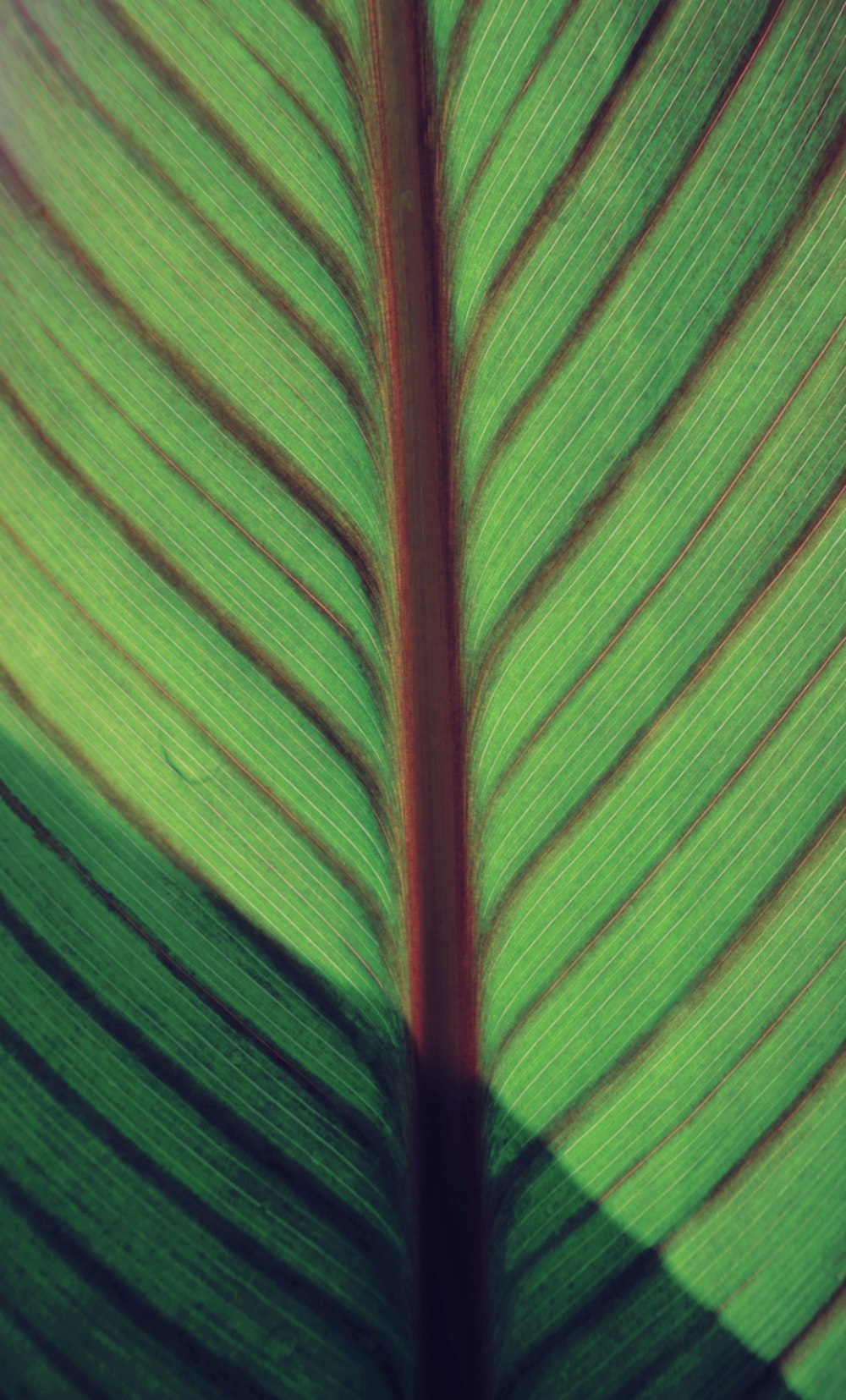 green leaf