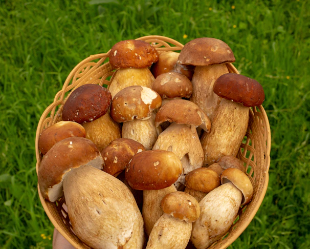 A basket overflowing with plump, freshly picked shiitake mushrooms on a farm table