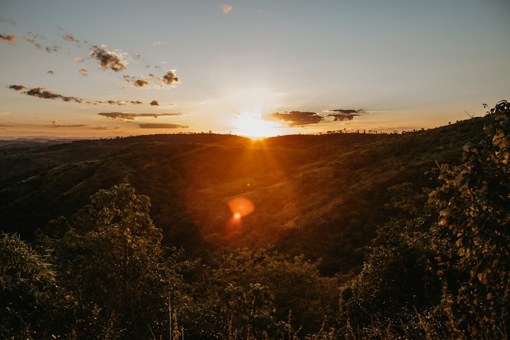 green plants during golden hour