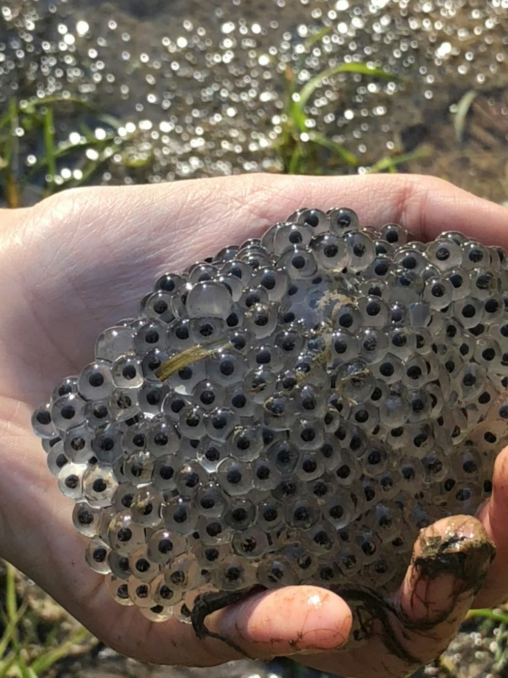 person holding frog eggs