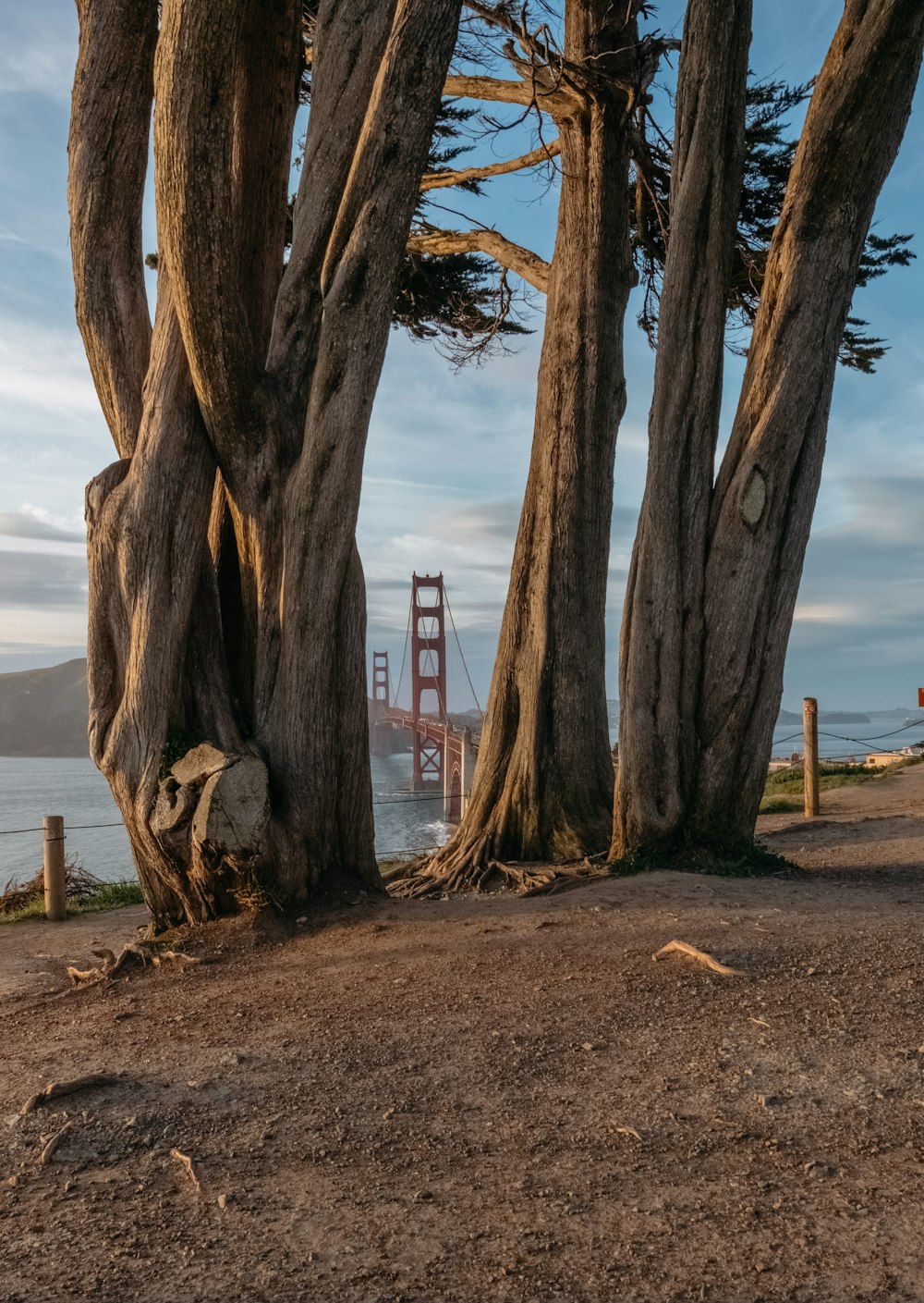 brown trees