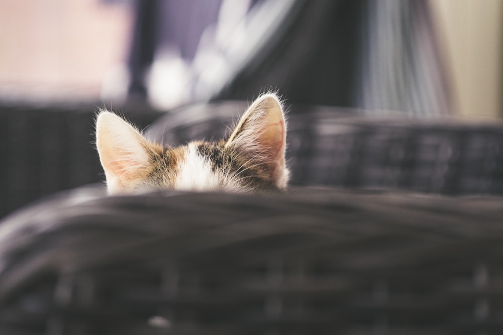 a small kitten laying on top of a wicker basket