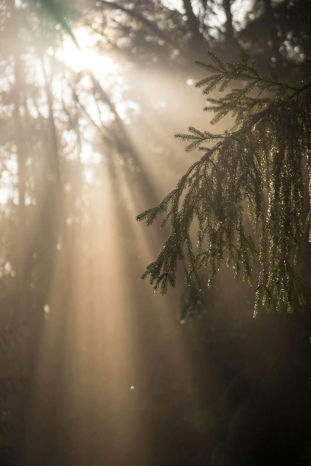 sunlight shining through the branches of a pine tree