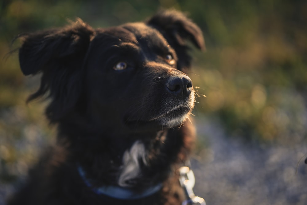 black and white long hair dog