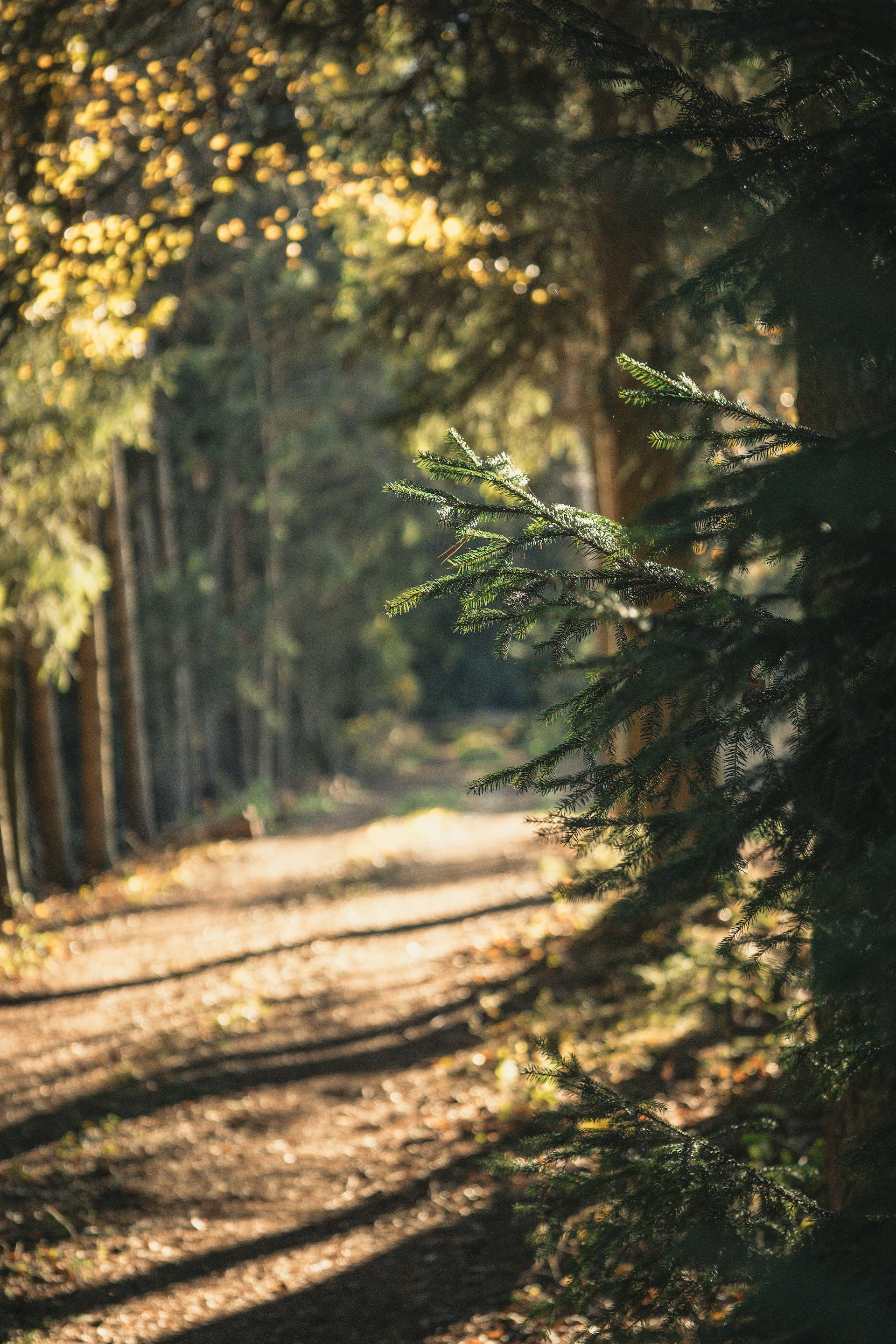 A wide shot of the woodland path winding through tall trees, dappled sunlight filtering through the leaves.