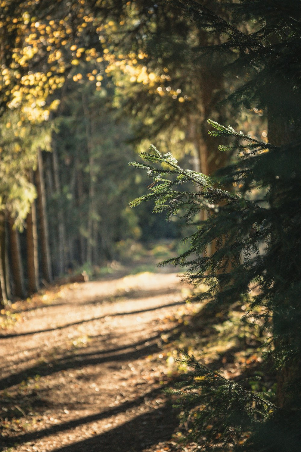 green pine tree during daytime