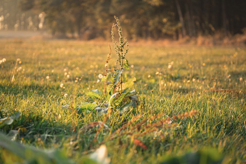 green grass field