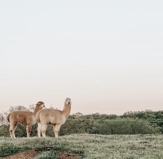 two brown llama