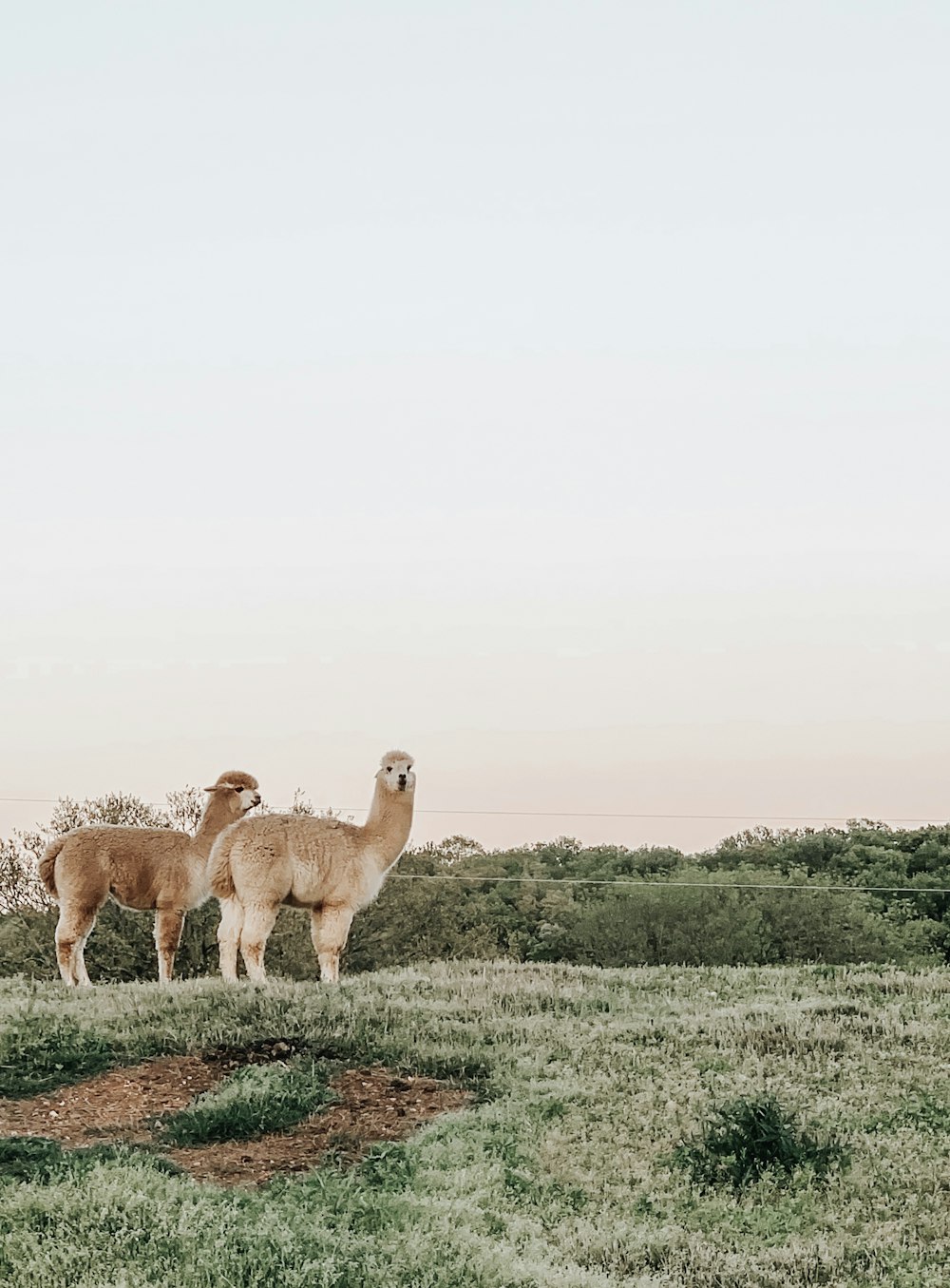 deux lamas bruns