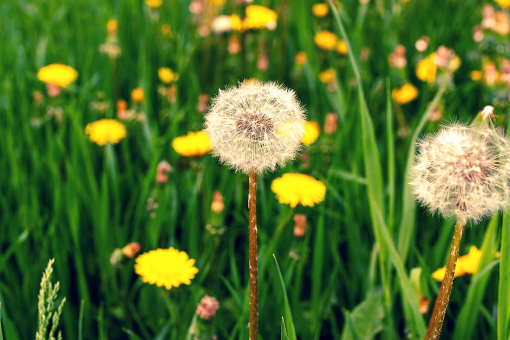 white dandelion flowers in selective-focus photography