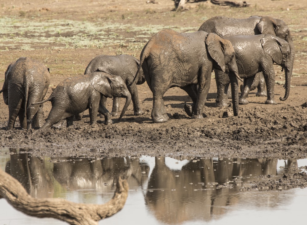 elephants near water