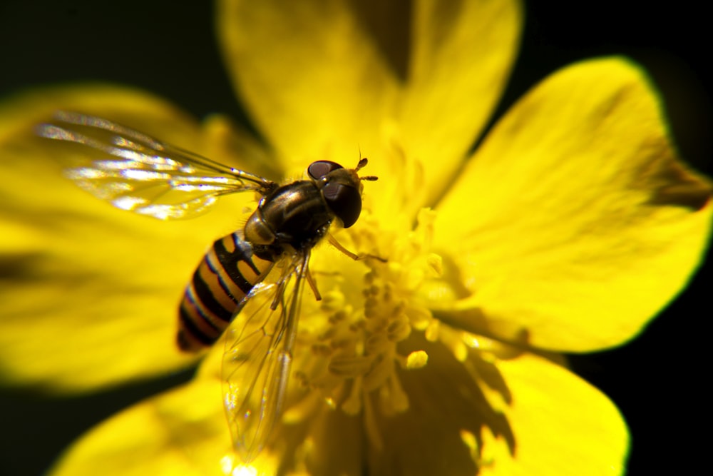 hoverfly perching on yellow-petaled flower in close-up photography