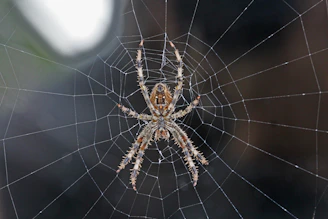 brown and gray spider