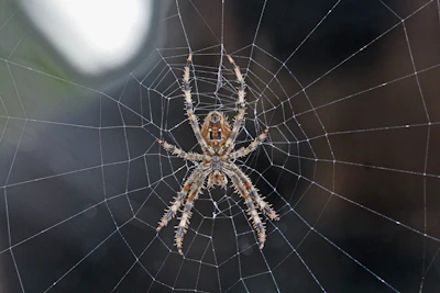 brown and gray spider