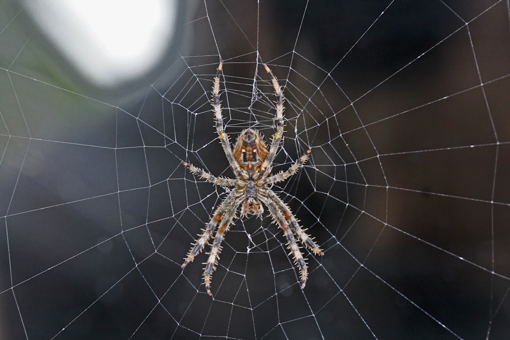 brown and gray spider