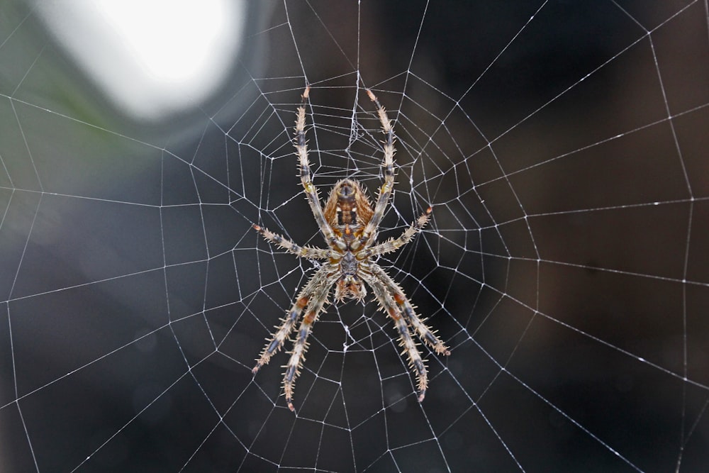 braune und graue Spinne