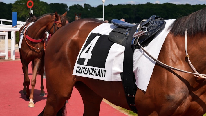Two horses are standing on a red track, with one in the foreground wearing a saddle and a white cloth bearing the number 4 and the name 'CHATEAUBRIANT'. The background shows a green wooded area and part of a racetrack setup.