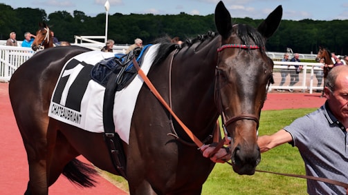 A horse with a saddlecloth labeled 'CHATEAUBRIANT' and the number 1 stands next to a person holding its reins. The horse is on a red pathway with greenery in the background and several people standing behind a white fence.