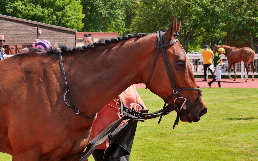 brown horse during daytime