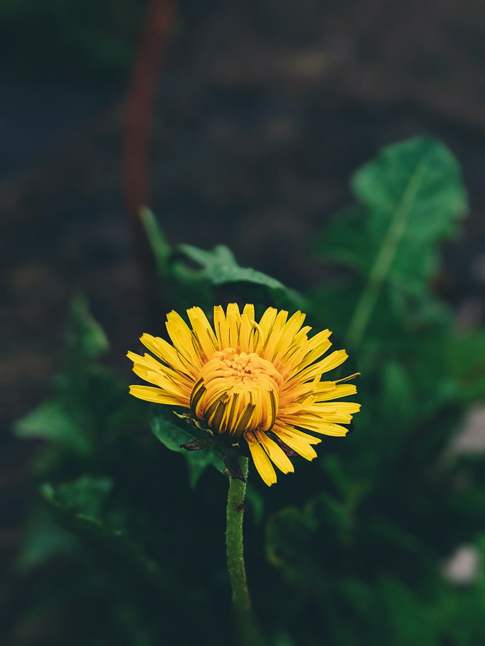 flor de pétalas amarelas