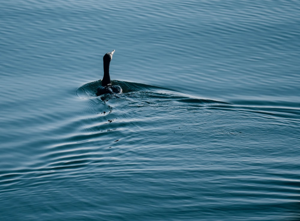 black duck on body of water during daytime