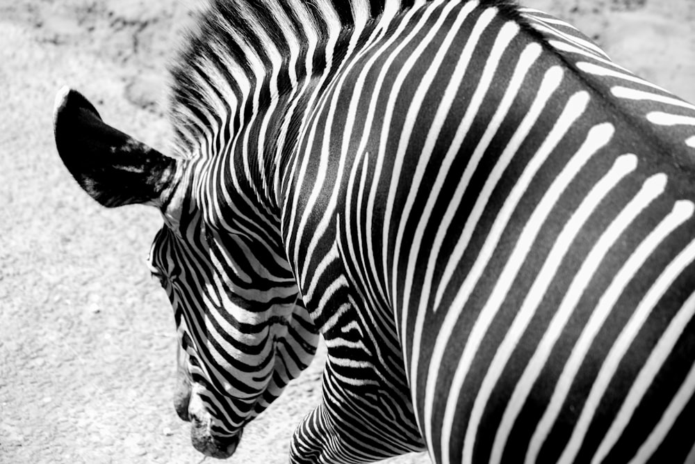 photo of zebra