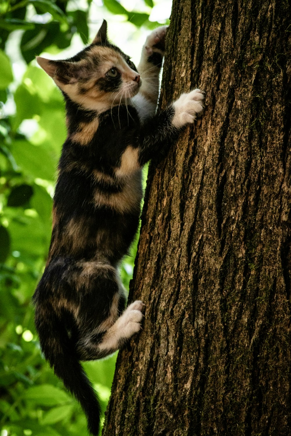 black and brown cat on tree trunk during daytim e