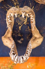 Close-up diagram highlighting the jaw bones and cartilage involved in TMJ function.
