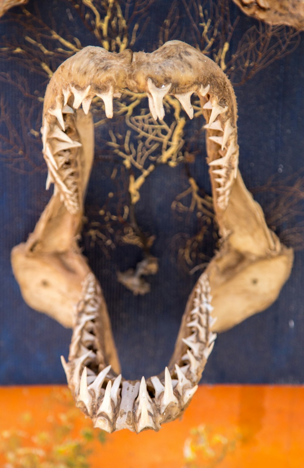 Esqueleto de hueso de la mandíbula de un tiburón