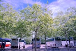 Several large tour buses are parked in a tree-lined area under a clear blue sky. The scene is shaded by tall trees with abundant green leaves. A few people are present near one of the buses, suggesting a rest stop or gathering point.