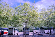 Several large tour buses are parked in a tree-lined area under a clear blue sky. The scene is shaded by tall trees with abundant green leaves. A few people are present near one of the buses, suggesting a rest stop or gathering point.