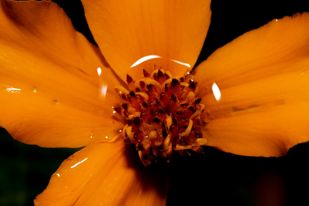 yellow petaled flower