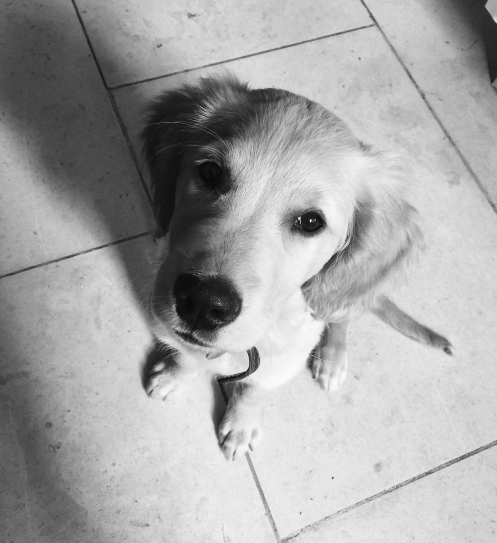 white dog sitting on floor