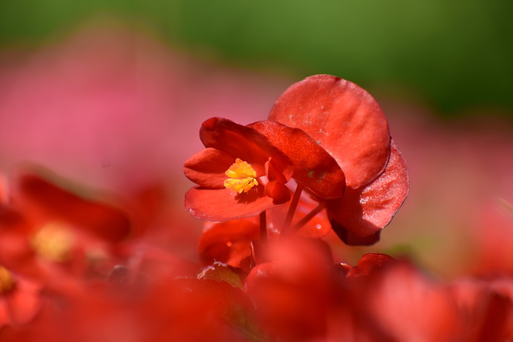 selective focus photography of red flowers