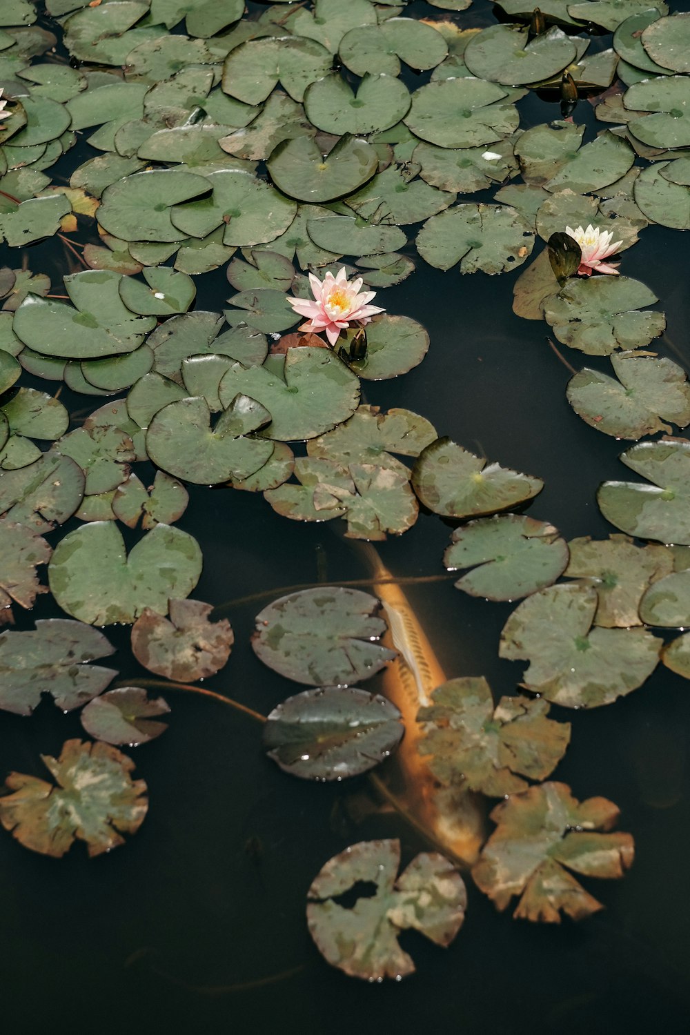 green lilies