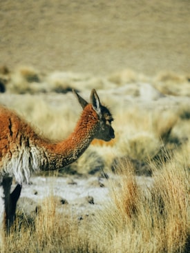 brown llama