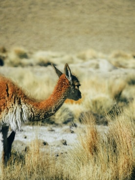 brown llama