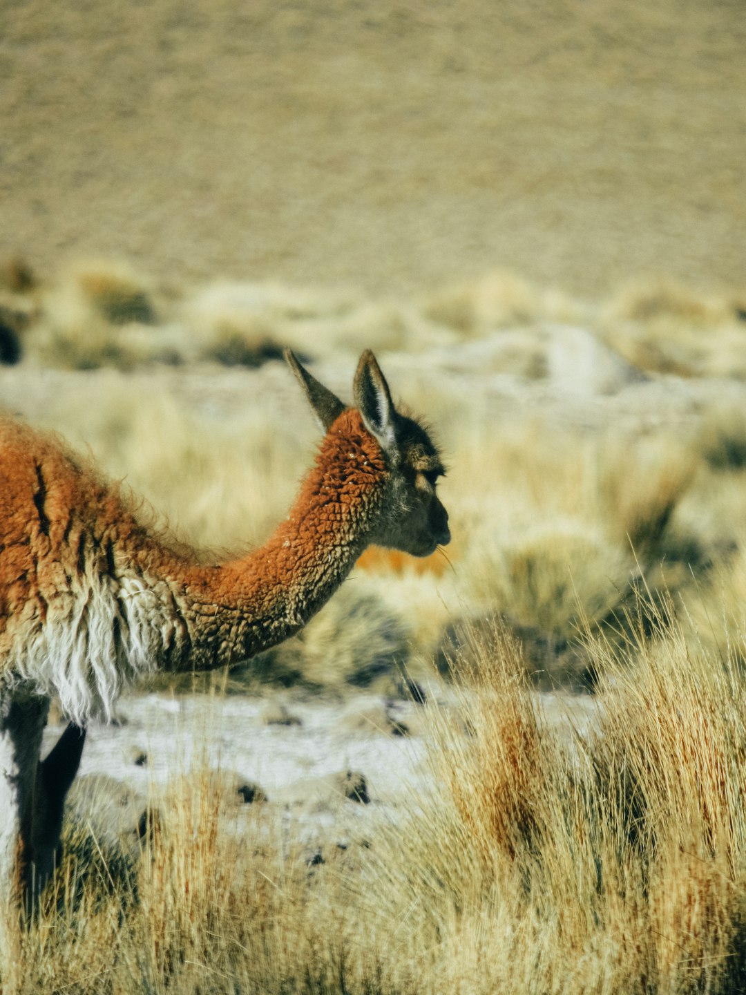 brown llama