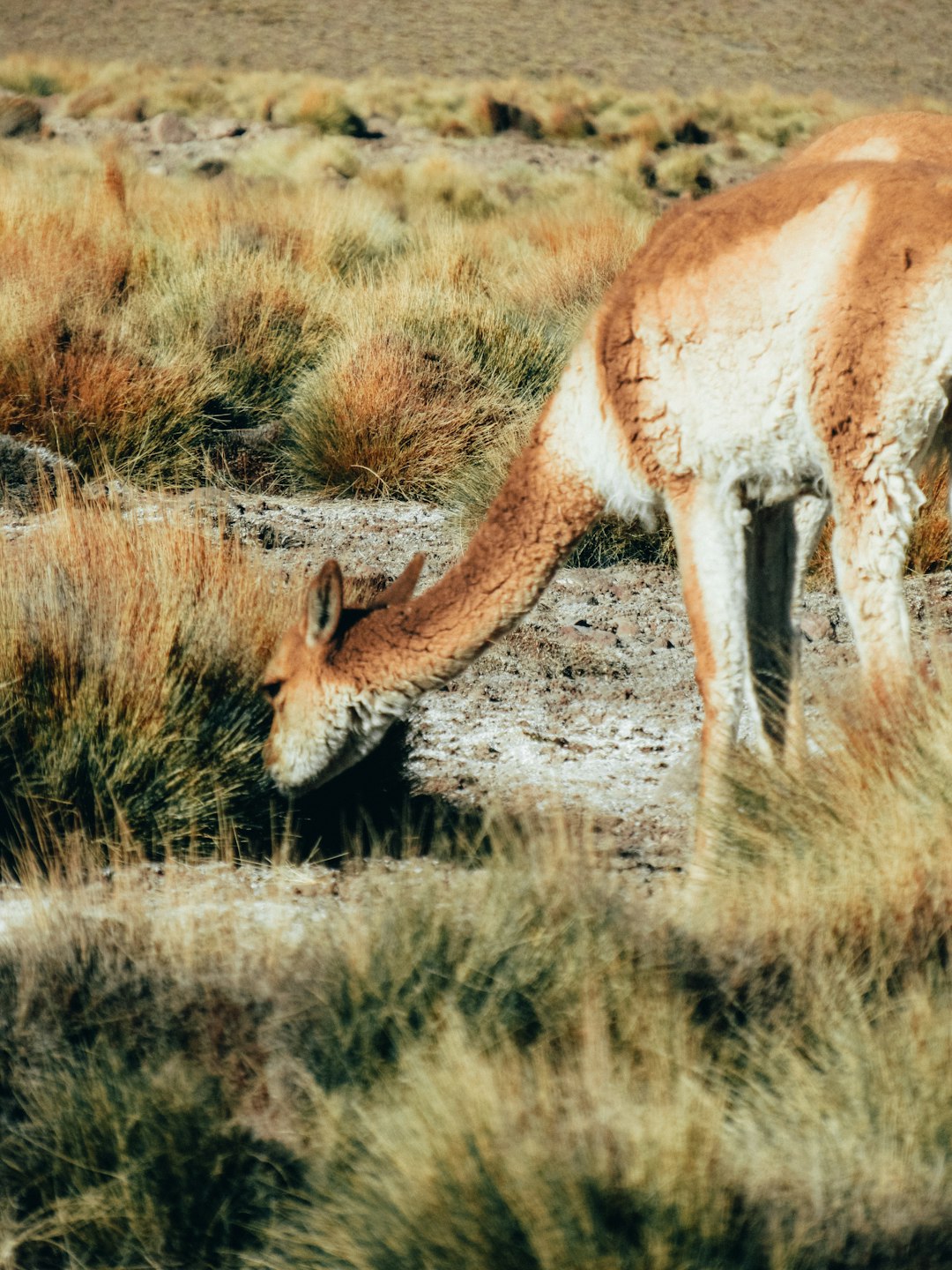 gray and white coated deer walking on grass field