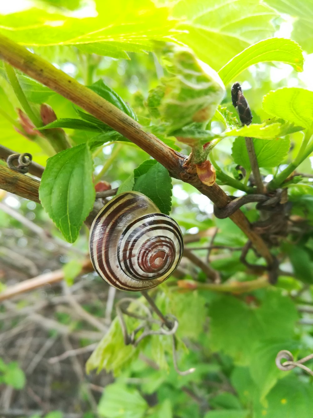 gray and brown snail walking on branch